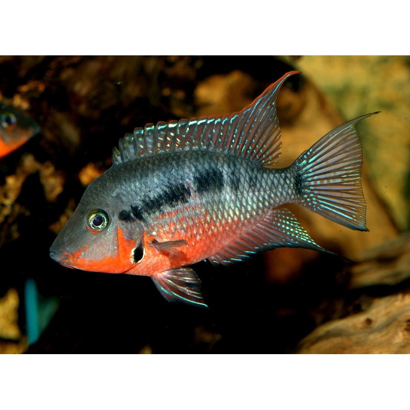 Cichlid - Firemouth (Thorichthys meeki)