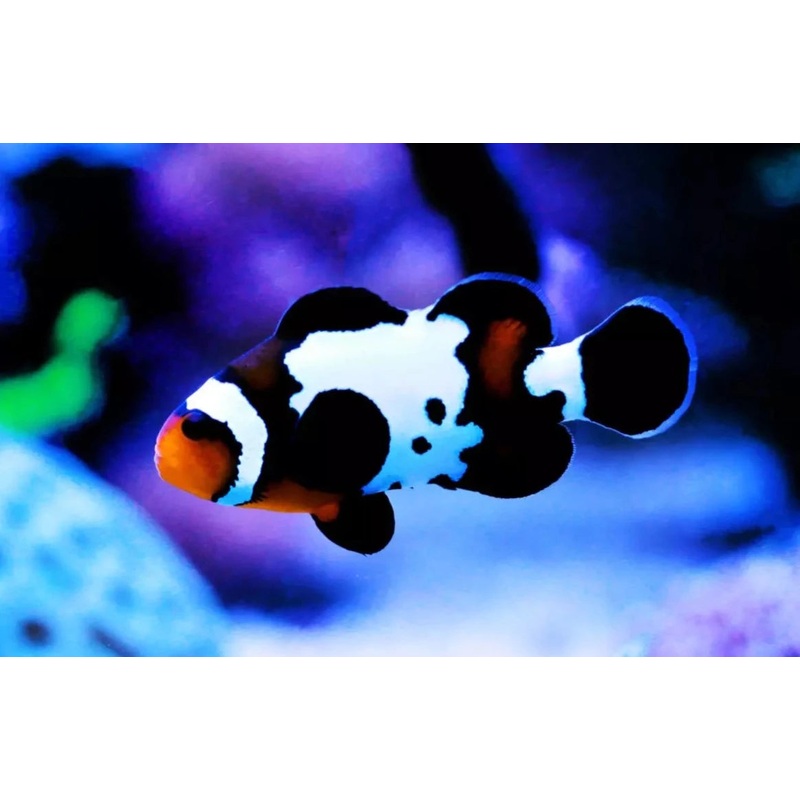 Clownfish - Black Snowflake (Amphiprion ocellaris) PAIR *Captive Bred*