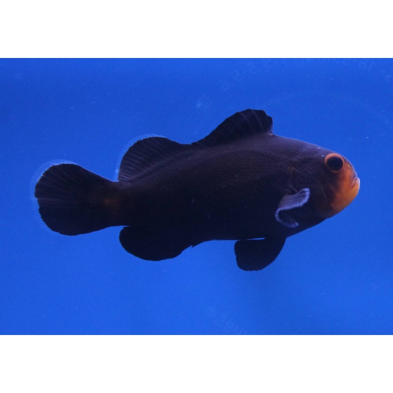 Clownfish - Midnight (Amphiprion ocellaris)*Captive Bred* PAIR