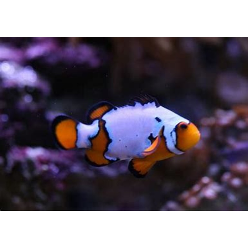 Clownfish - Opal Snowflake PAIR *Captive Bred*