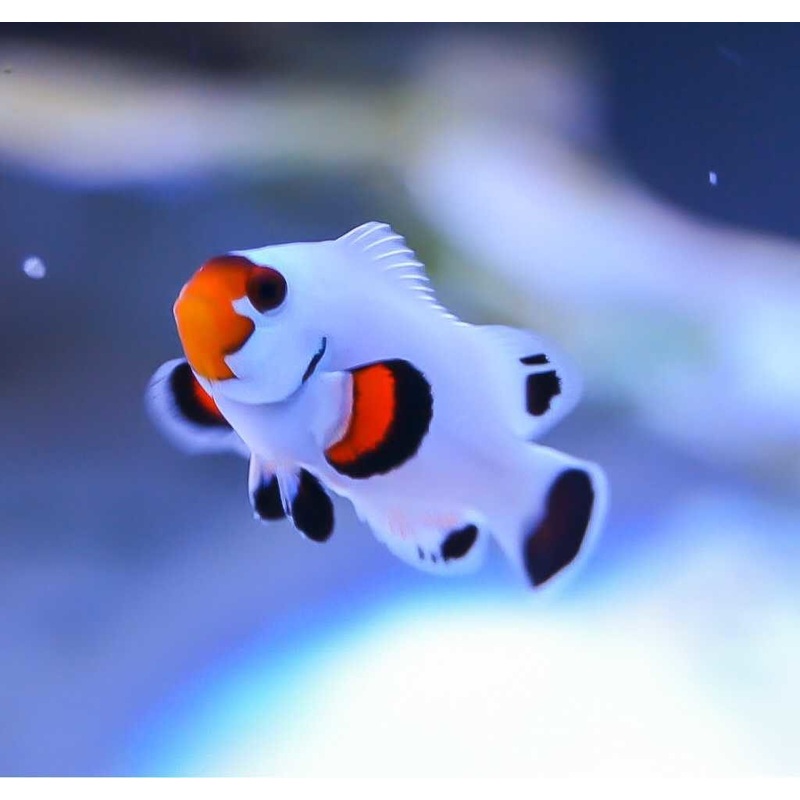 Clownfish - Platinum (Amphiprion percula) PAIR *Captive Bred*