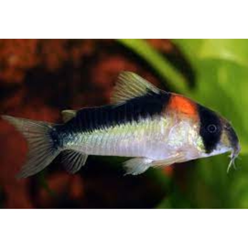 Corydora - Adolfoi (Corydoras adolfoi)