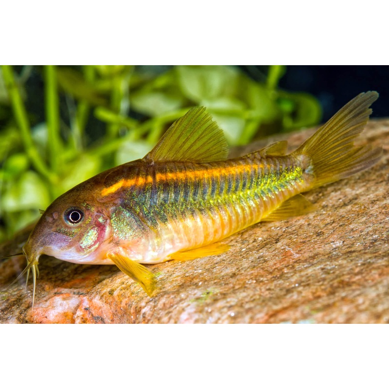 Corydora - Gold Laser (Corydoras aeneus)