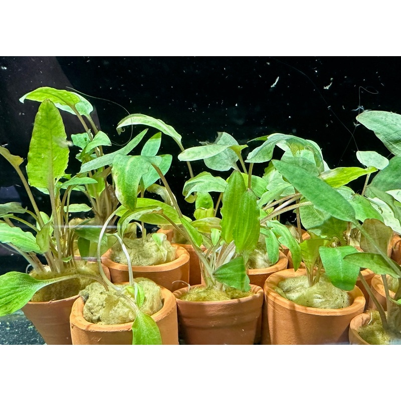 Cryptocoryne in terracotta pot - Assorted