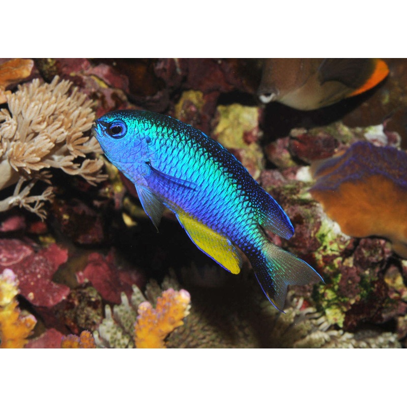Damselfish - Allens