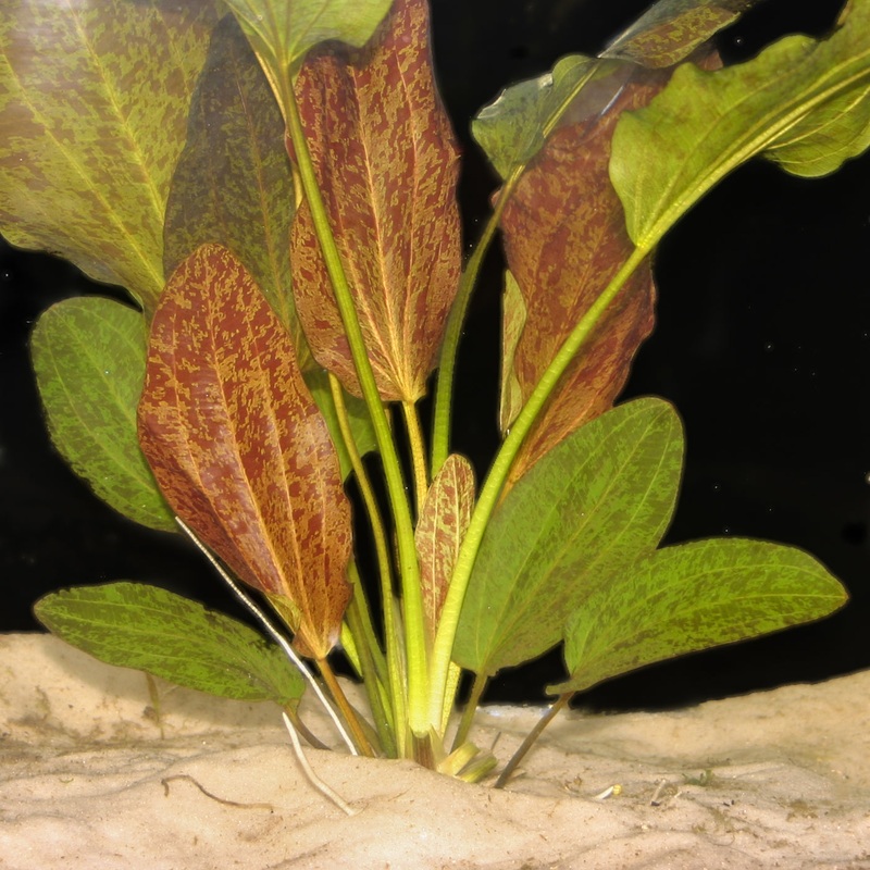 Echinodorus cordifolius 'Red Leopard Radican' sword