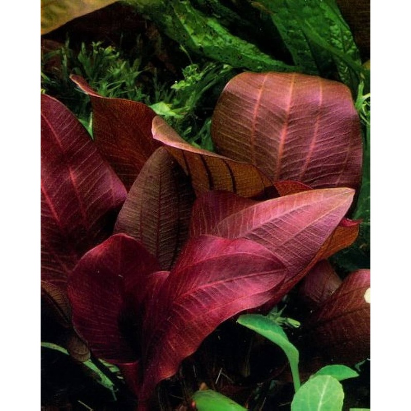 Echinodorus renii 'Red Rose' Sword *Rare*