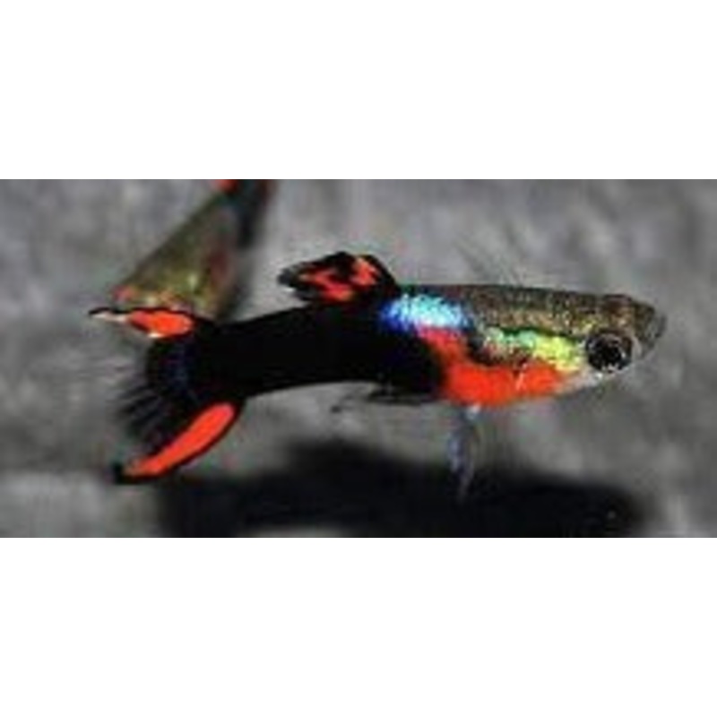 Endler Neon Tuxedo M/F