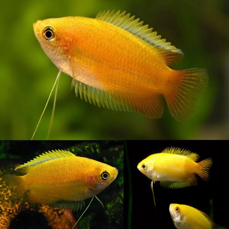 Gourami Dwarf Honey variants (Trichogaster chuna)