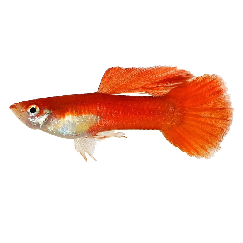 Guppy Blonde Red Male