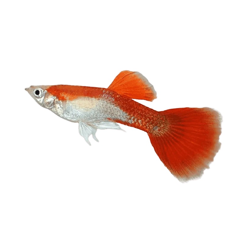 Guppy Blonde Red Tuxedo Male