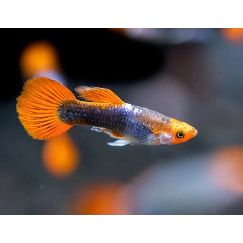Guppy Dwarf Tuxedo Koi Male