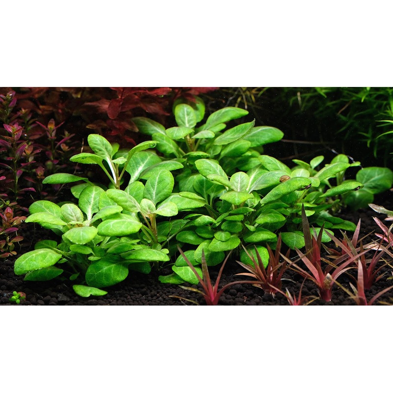 Lobelia Cardinalis