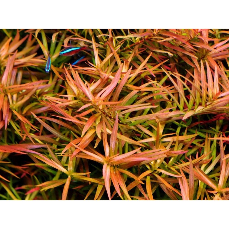 Ludwigia brevipes