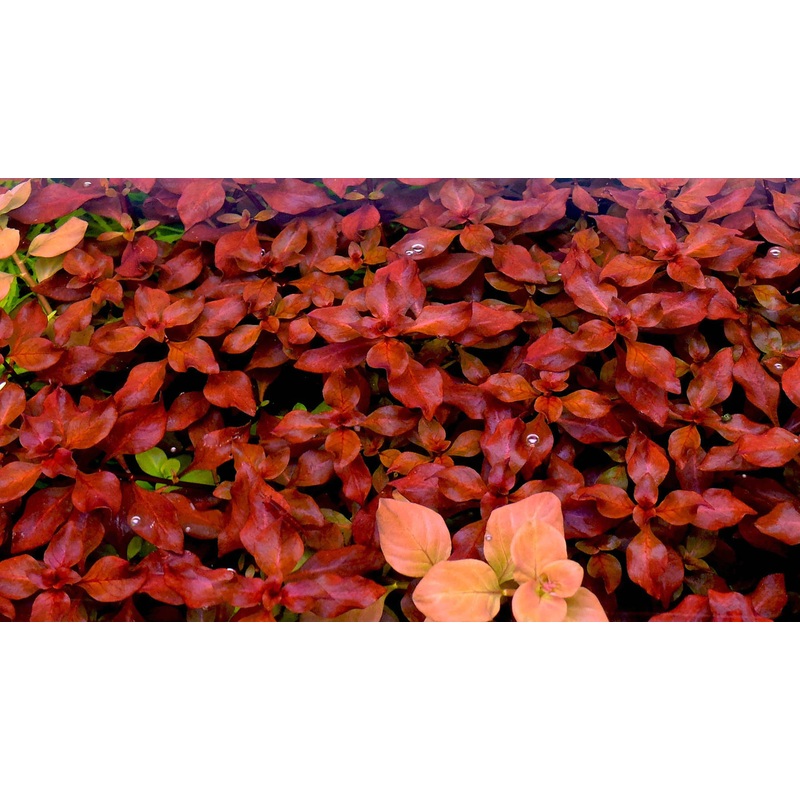 Ludwigia palustris var 'Super Mini Red'