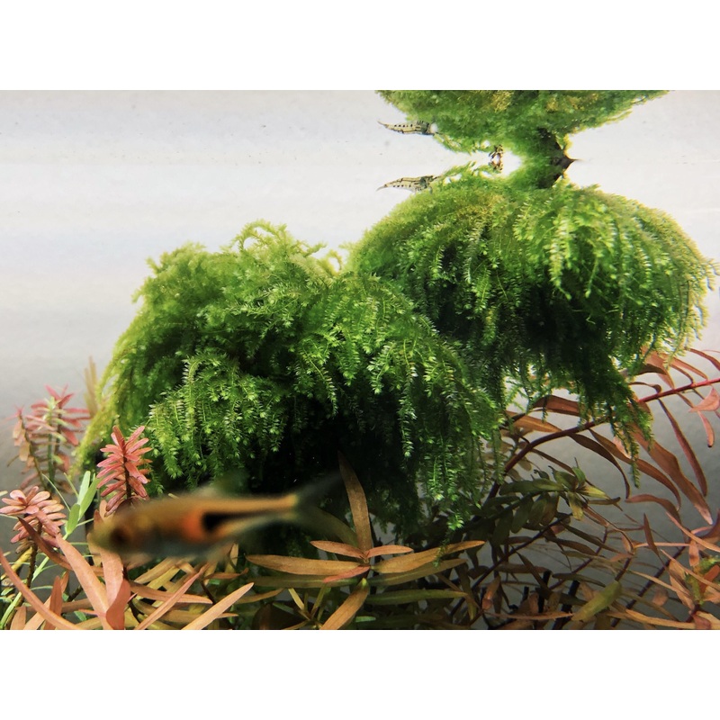 Moss - Weeping