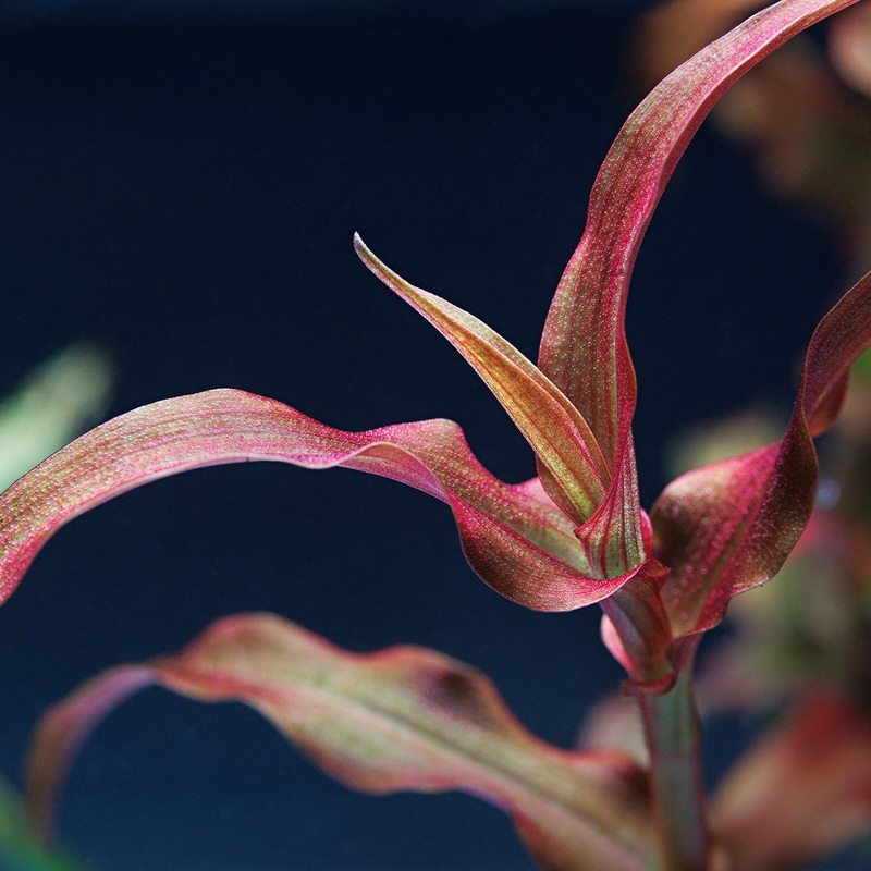 Murdannia sp. Red