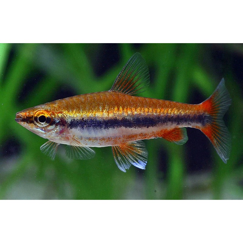 Pencilfish Golden - Red Form