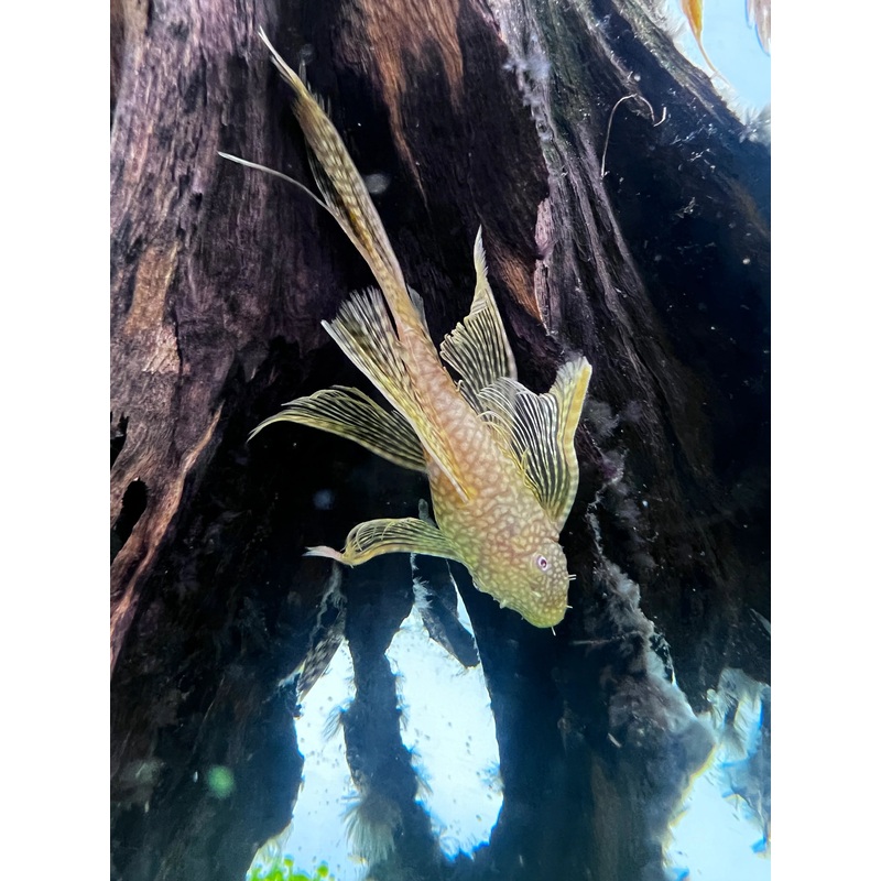 Pleco - Albino Bristlenose (Ancistrus sp.) Long fin