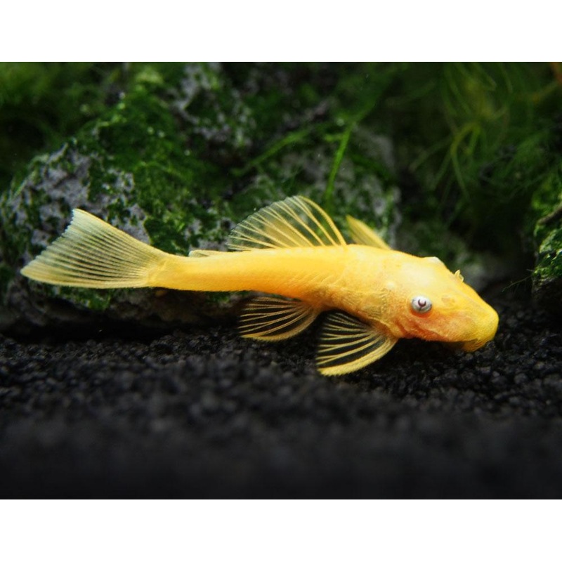 Pleco -  Blue Eyed Lemon Bristlenose L144
