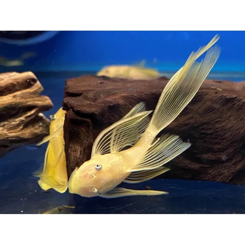 Pleco -  Blue Eyed Lemon Bristlenose Longfin L144
