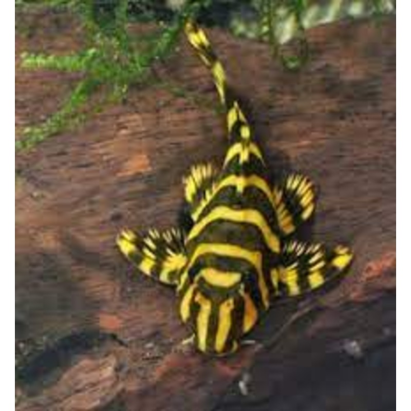 Pleco - Leopard Frog L134
