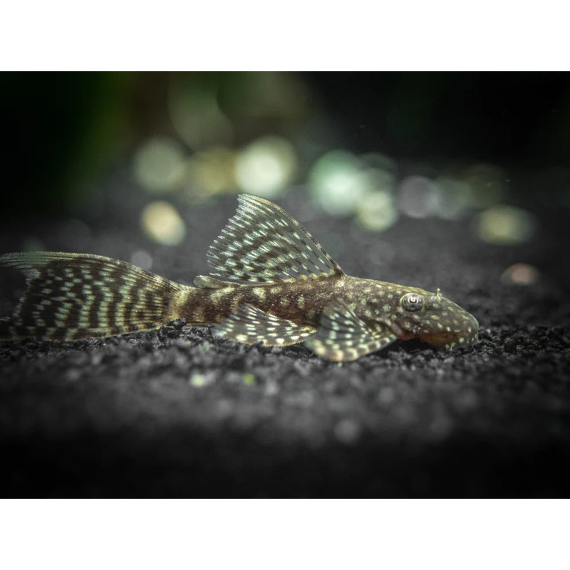 Pleco - Long Fin Bristlenose (Ancistrus sp.)