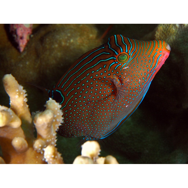 Puffer Fish - Papuan Toby