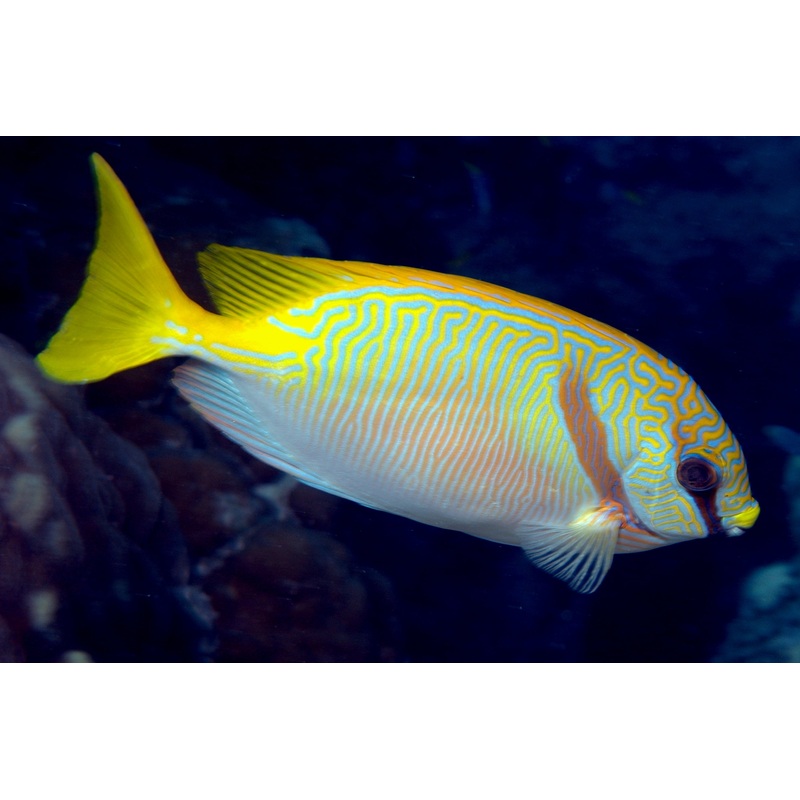 RabbitFish - Barred (Siganus doliatus)