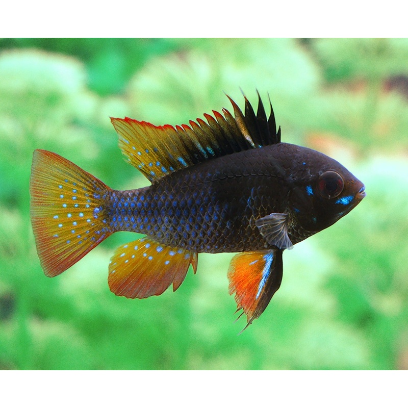 Ram - Black (Mikrogeophagus ramirezi)