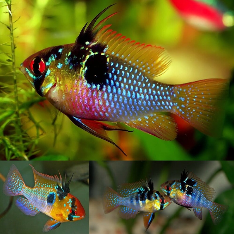 Ram - German Blue Strain (Mikrogeophagus ramirezi) "Rare"