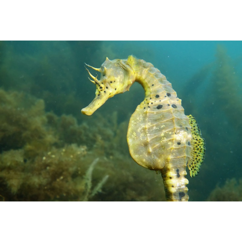 Seahorse - Big Belly (Hippocampus abdominalis) *Captive Bred*