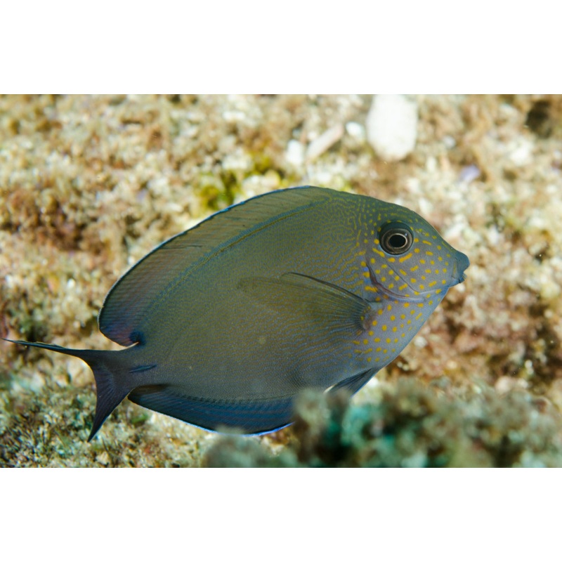 Tang Dusky (Acanthurus nigrofuscus)