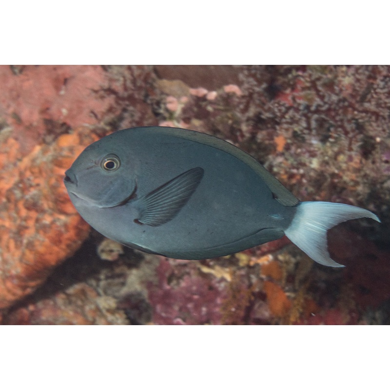 Tang - White Tail (Acanthurus thompsoni)