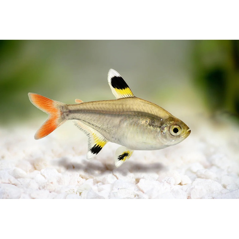 Tetra Pristella