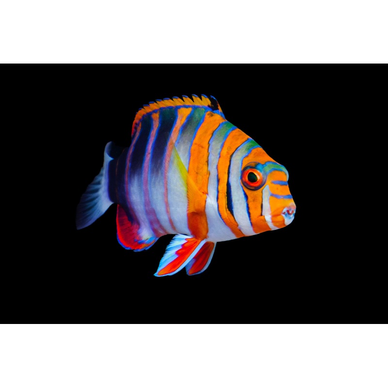 TuskFish - Harlequin