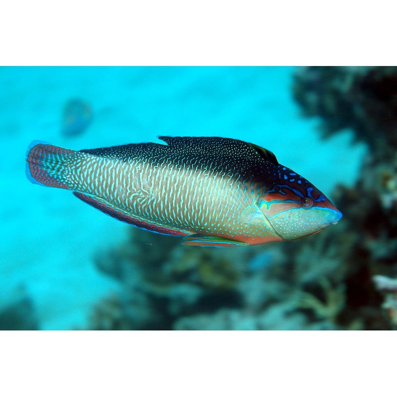 Wrasse - New Guinea (Anampses neoguinaicus)