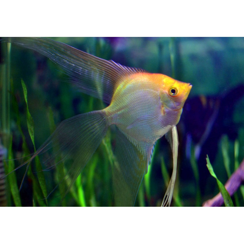 Angelfish Golden 3.5cm