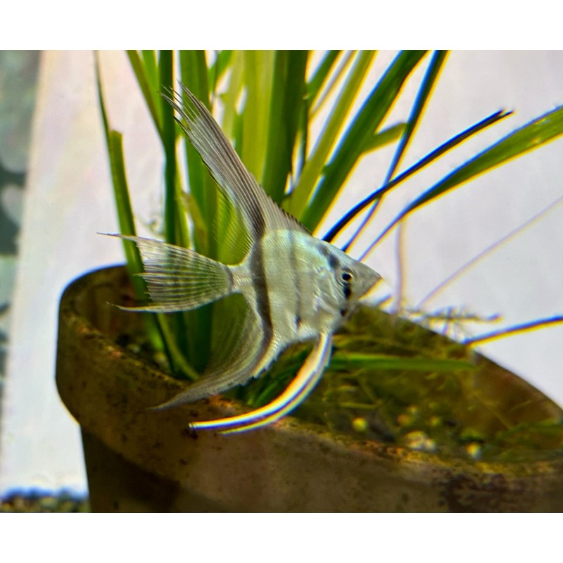 Angelfish Neon Green