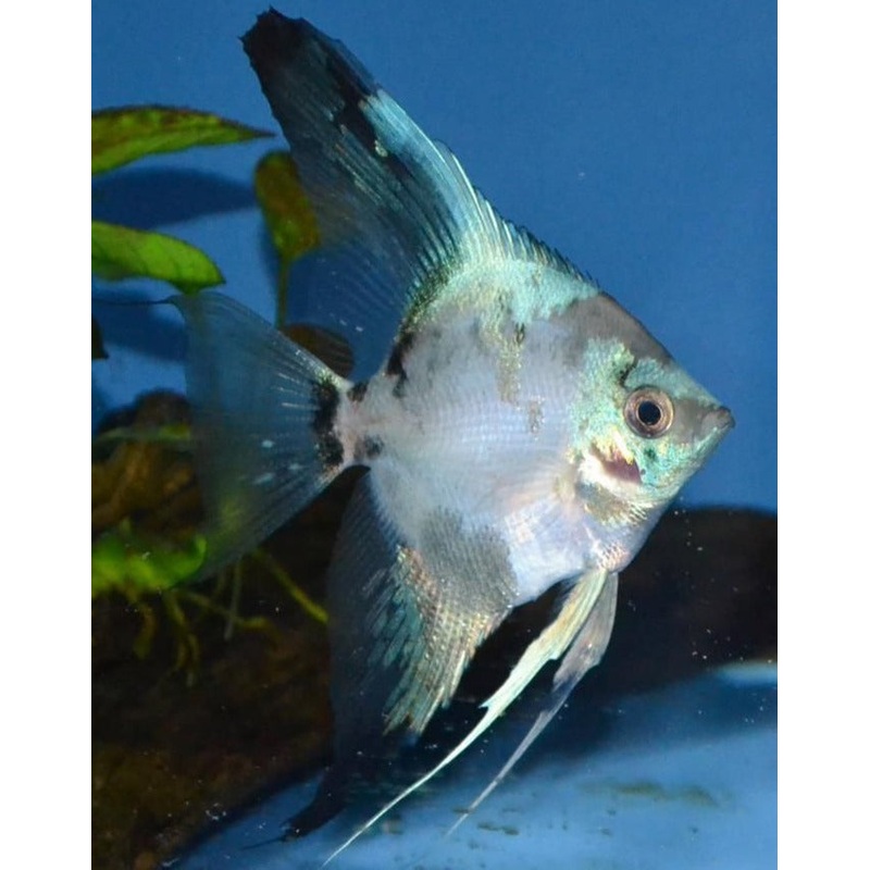 Angelfish Paraiba 4.5cm