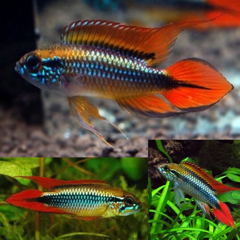 Apistogramma - Agassizii Double Red