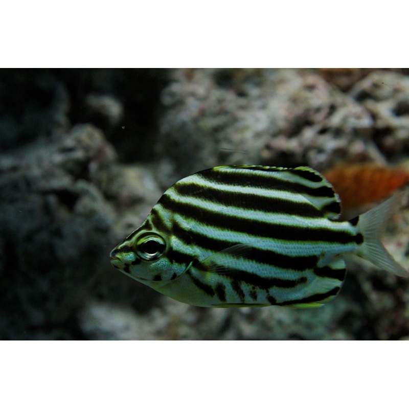 Australian Stripey (Microcanthus strigatus)