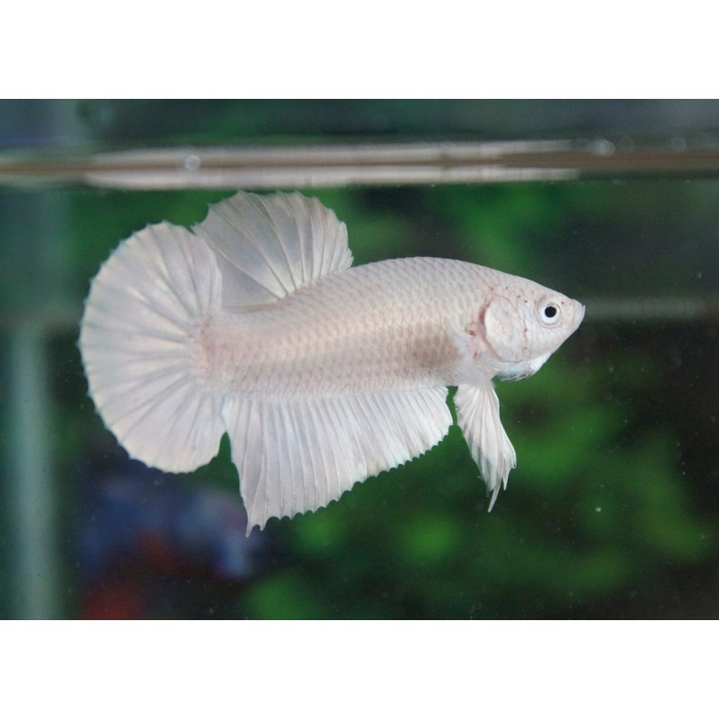Betta PKHM Platinum White