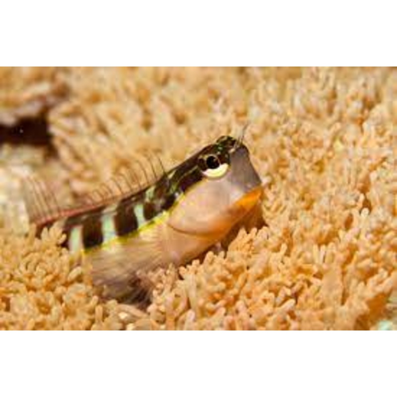 Blenny - Lineatus