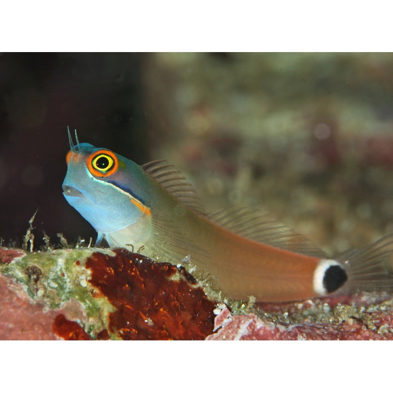 Blenny - Tailspot (Ecsenius melarchus) "Rare"