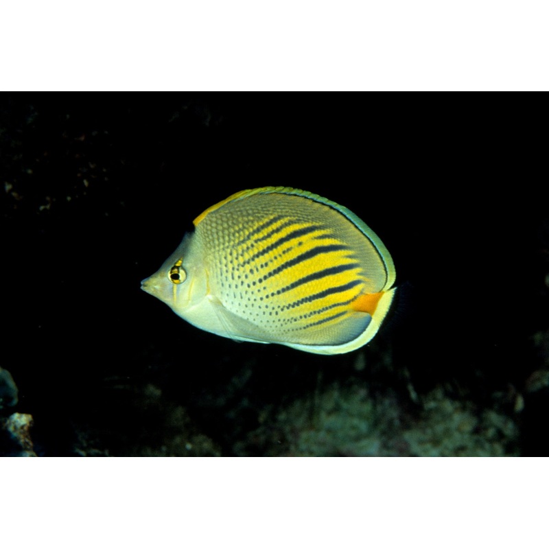 Butterflyfish - Dot & Dash (Chaetodon pelewensis)