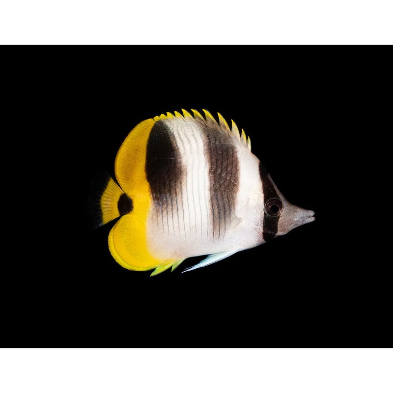 Butterflyfish - Double-Saddle (Chaetodon ulietensis)