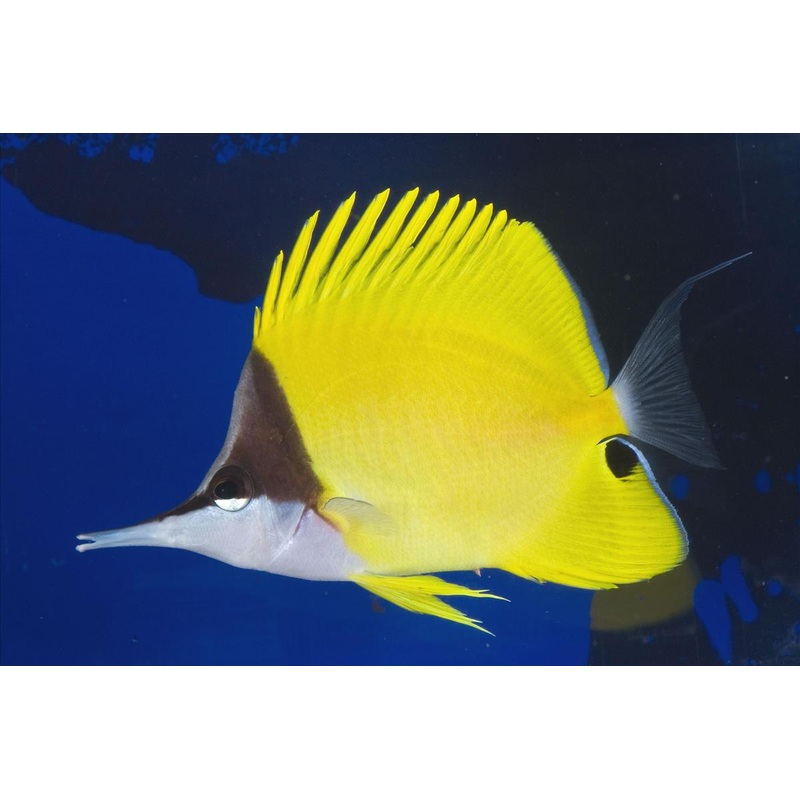 Butterflyfish - Long Nose