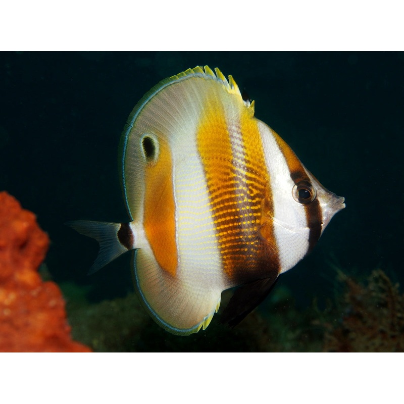 Butterflyfish - Orangebanded Coralfish