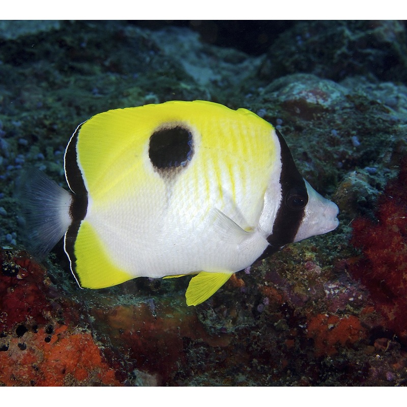 Butterflyfish - Teardrop (Chaetodon unimaculatus)